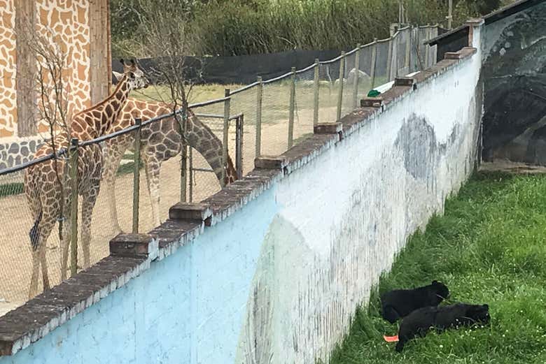 Girafes et ours du zoo de Loja