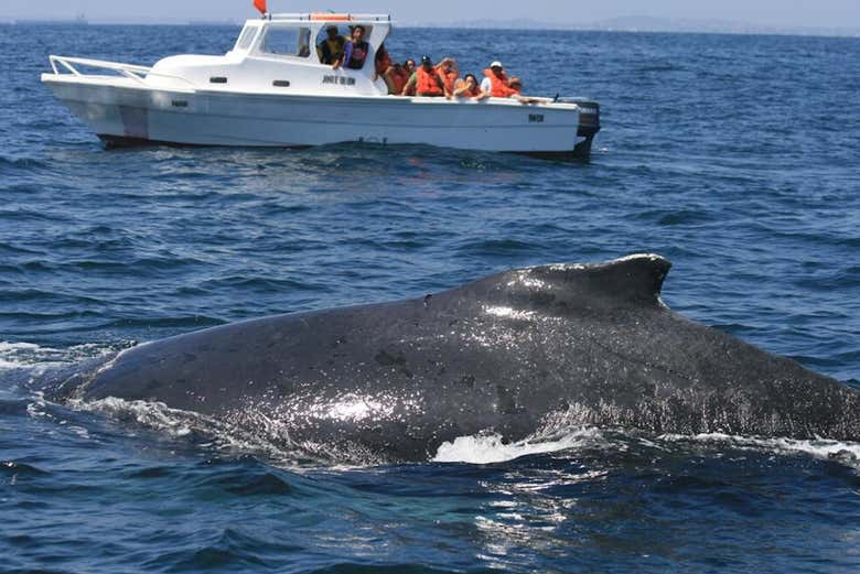 Whale watching from the boat