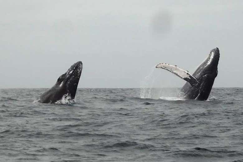 Watch the whales