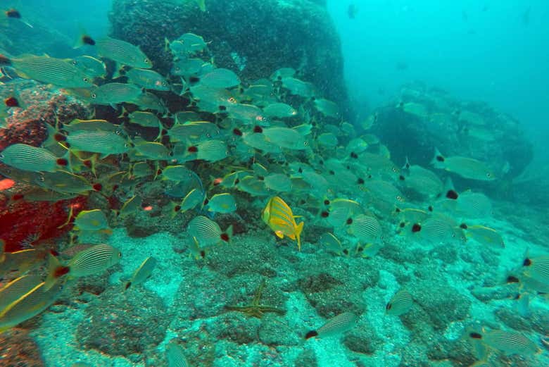 Bank of fish on Plata Island