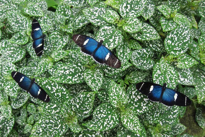 Quelques papillons du jardin