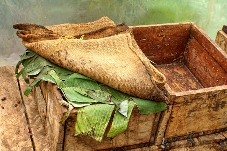 Secado de las hojas de cacao