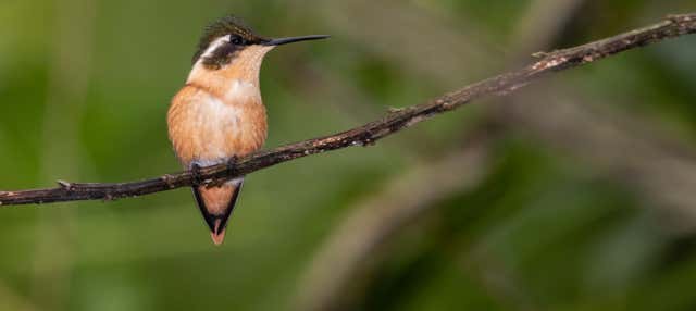 Ayampe River Birdwatching Tour