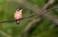 Birdwatching sul fiume Ayampe