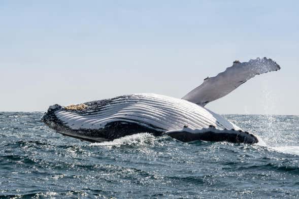 Whale-Watching in Machalilla National Park