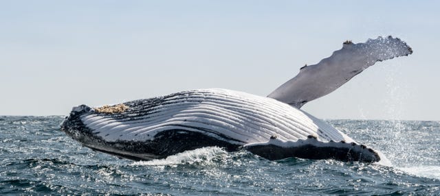 Avistamiento de ballenas en el Parque Nacional Machalilla