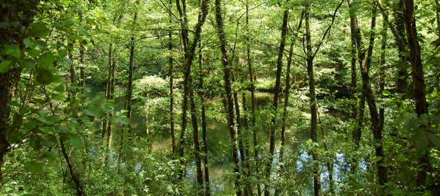Excursion dans la forêt tropicale de San Sebastián