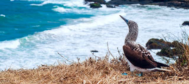 Isla de la Plata Excursion