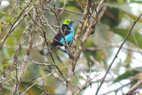 Spotting a paradise tanager