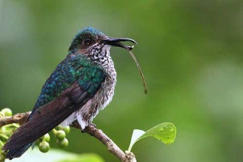 Birdwatching along the Ayampe River