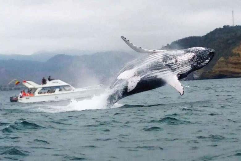 Admiring the whales from the boat