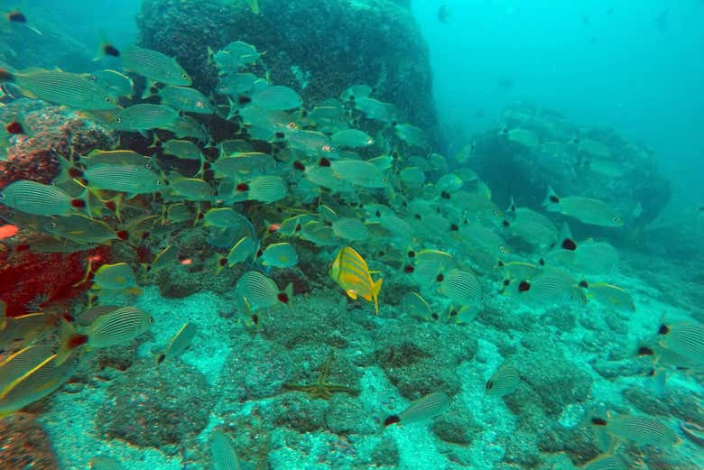 Hang out with your new underwater friends