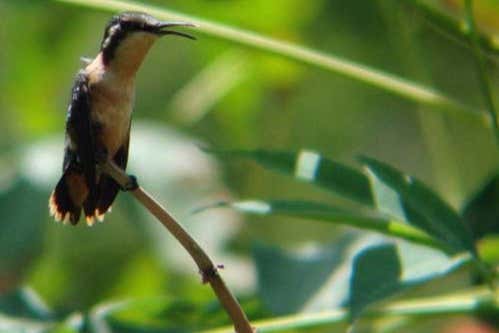 Observing the different species of birds