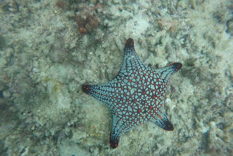 Spotting a starfish
