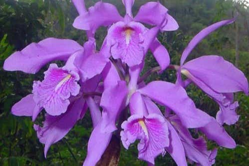 Cattleya maxima