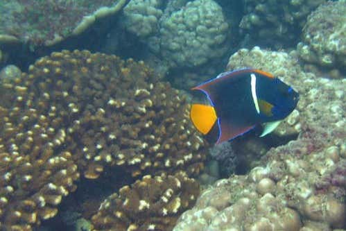 Fauna marina de Puerto López