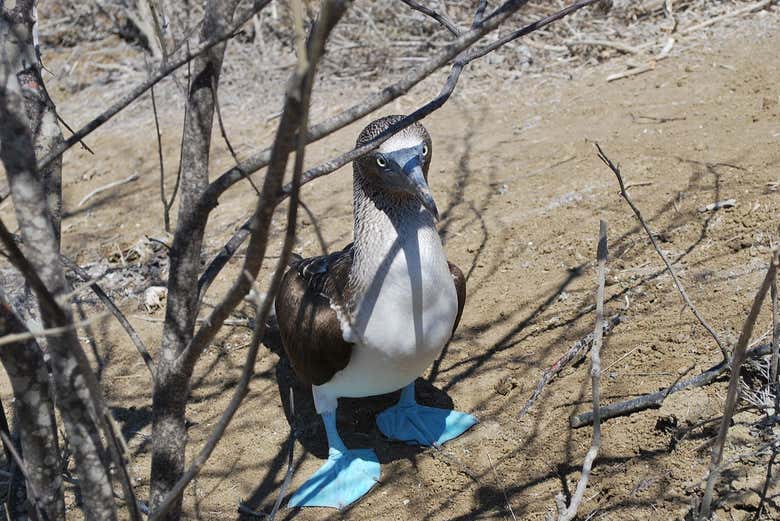 Fauna típica de la Isla de la Plata