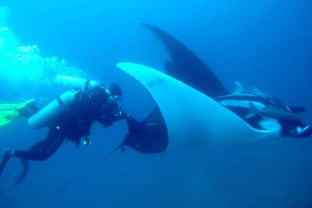 Observing the marine fauna up close
