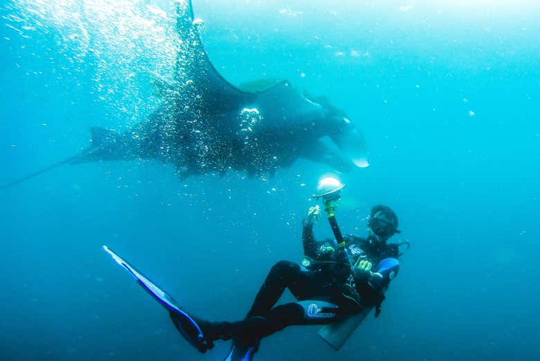 Raies manta à Puerto López