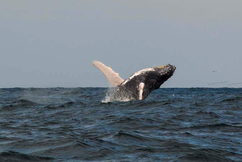 Humpback whale