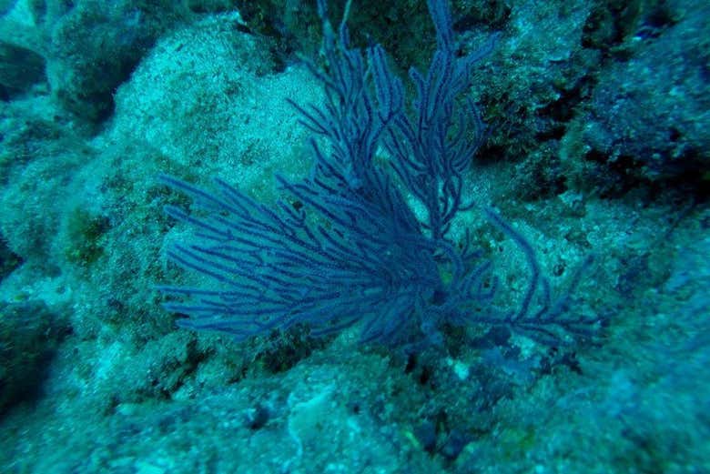 Sea life of Salango Island