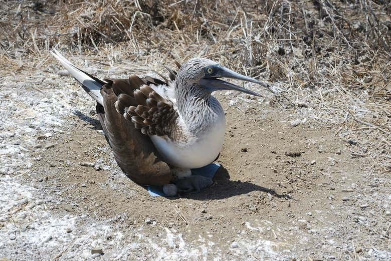 Pájaro autóctono de la isla