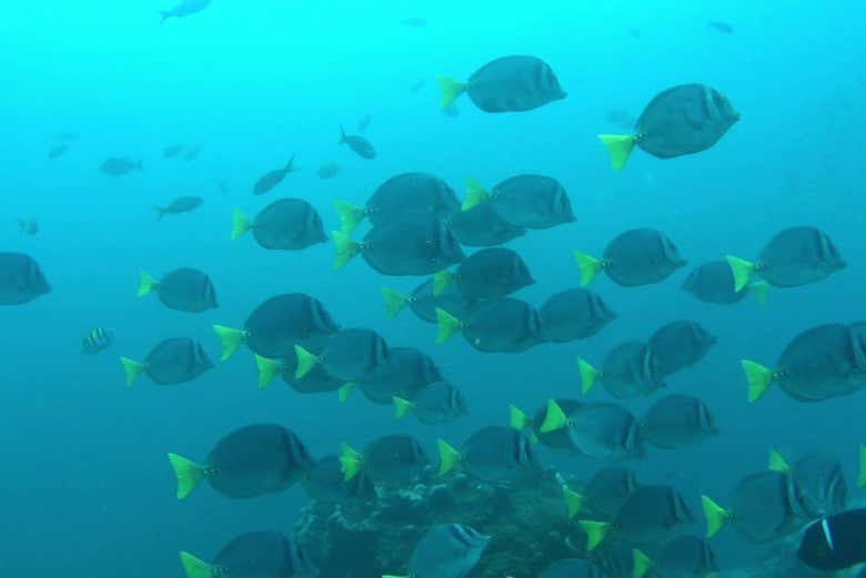 Colorful school of fish