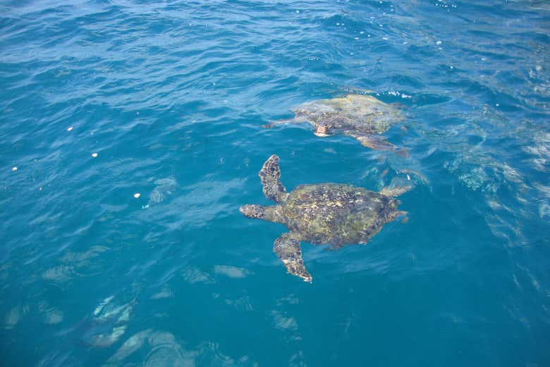 Tortugas marinas