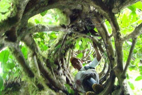 Getting to know the varieties of trees in the rainforest