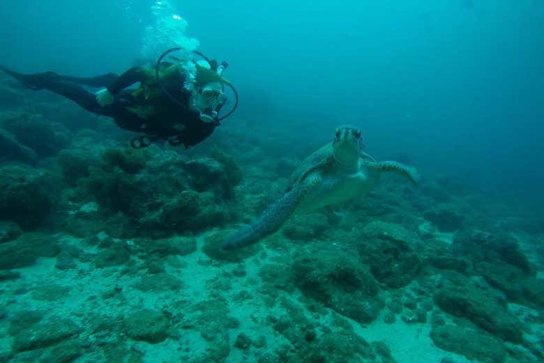 Suivez les tortues marines