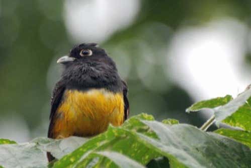 A white-tailed trogon