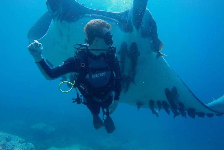 Diving with a manta ray