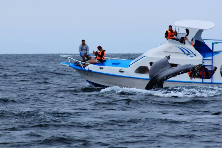 A whale swimming near the ship