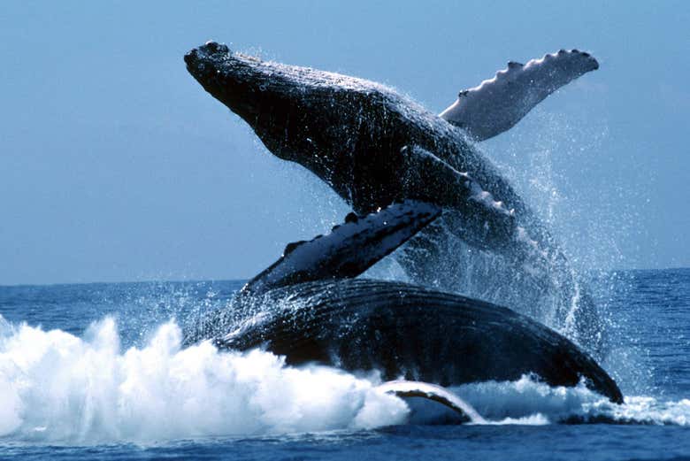 A glimpse of these majestic animals