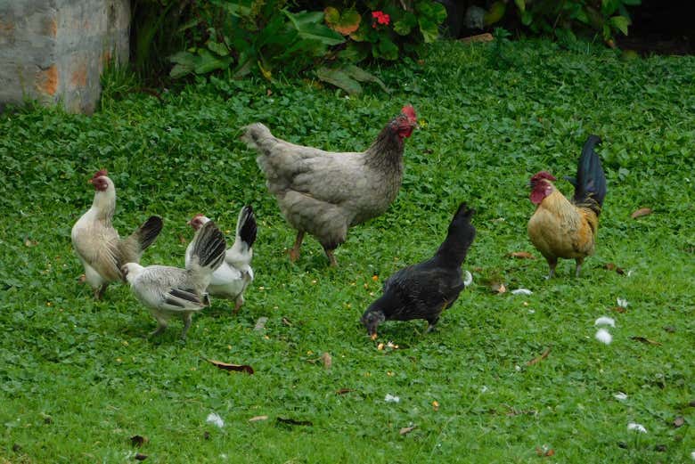 A group of hens on the farm
