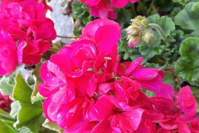 Flowers in the surroundings of Quero