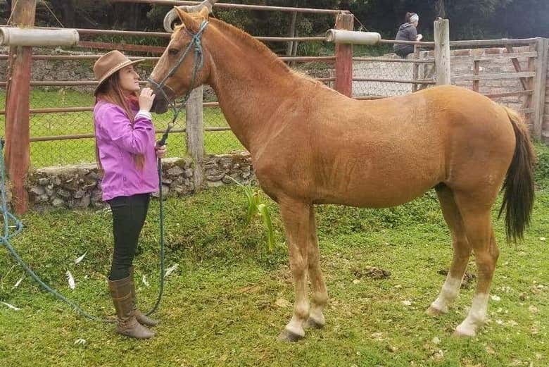 Meeting the horses