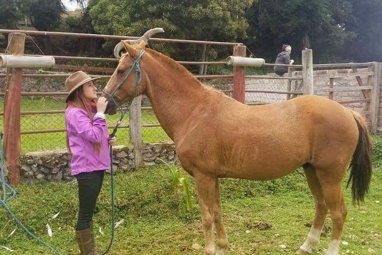 Pet horses at Hacienda Hipolongo