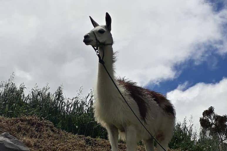 See livestock at Hacienda Hipolongo