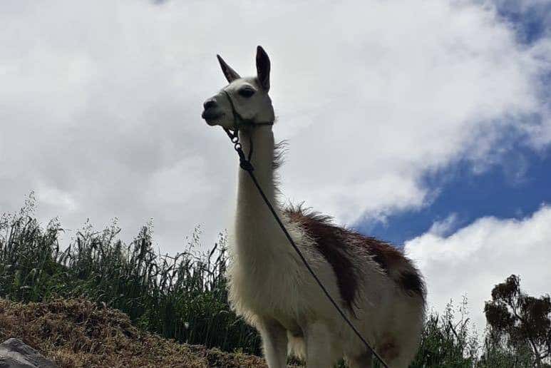 A friendly llama
