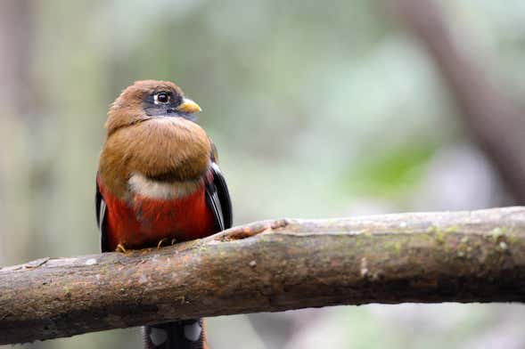 Avistamiento de aves en Tandayapa