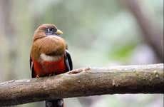 Observation d'oiseaux à Tandayapa