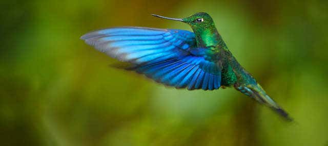 Excursión a la Reserva Yanacocha