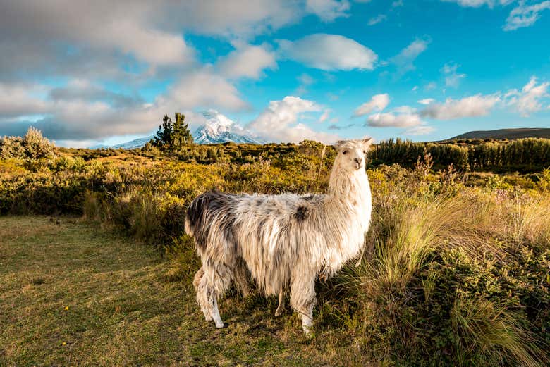 Observando una alpaca en plena naturaleza andina