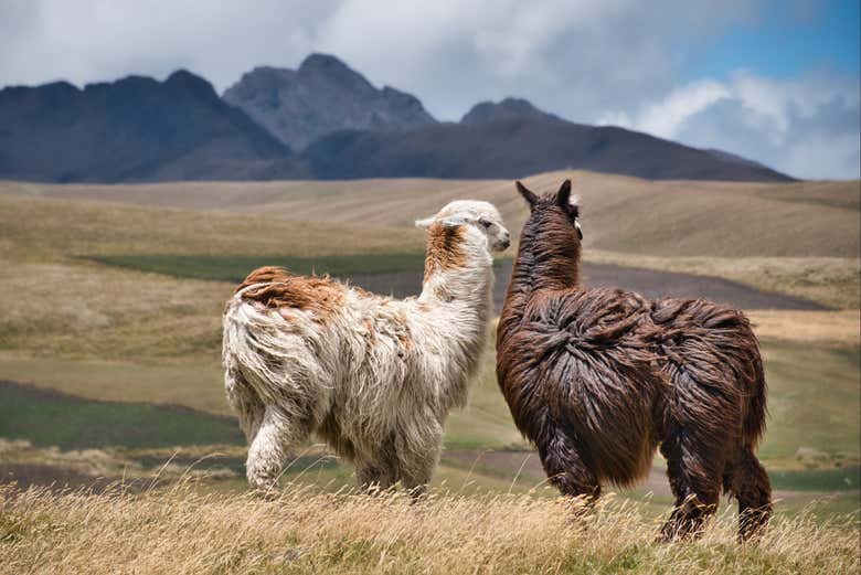 Conociendo llamas en el Parque Nacional Cotopaxi