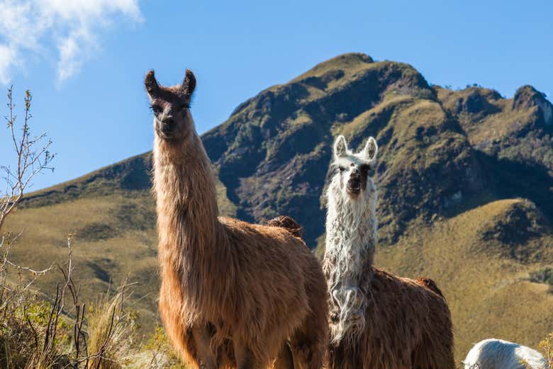 Alpacas at the Pasochoa Volcano