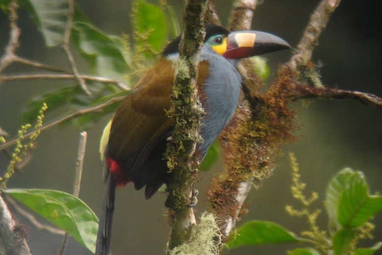 Avistamiento de aves en Tandayapa