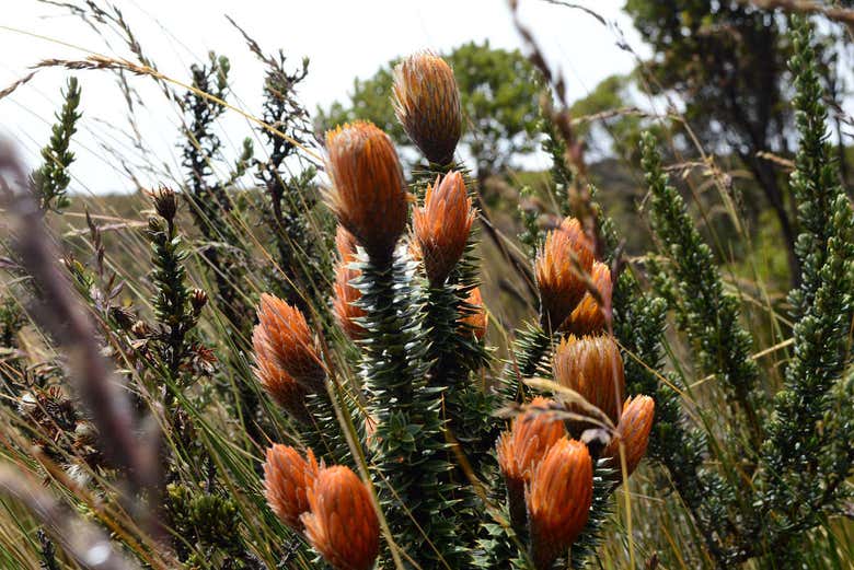 Chuquirahuas