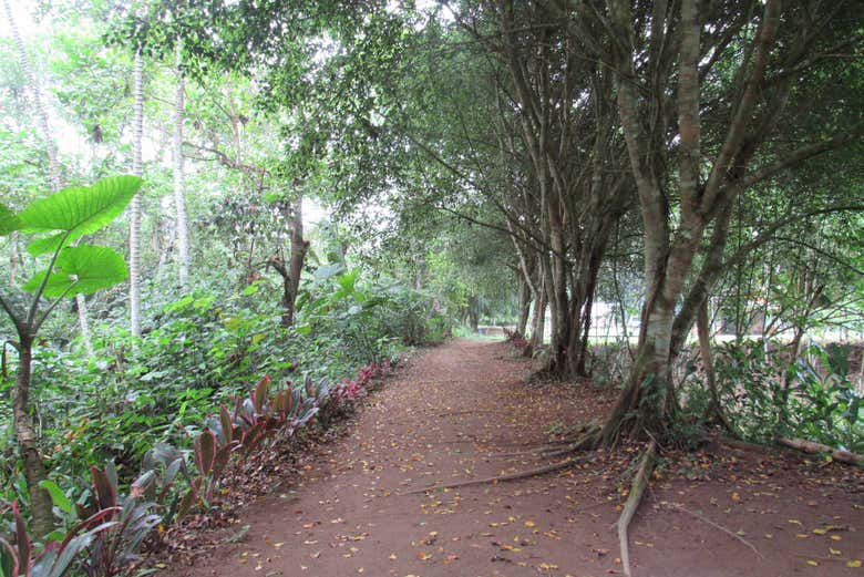 Desfrutando da caminhada pelos bosques de Santo Domingo