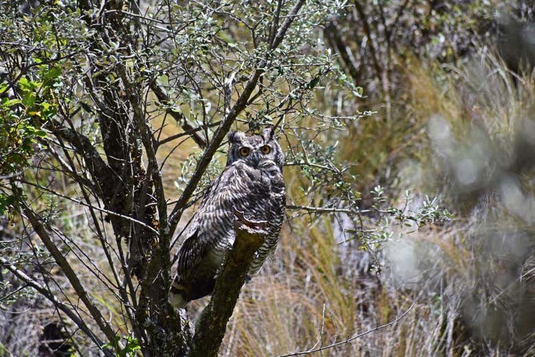 Spotting an owl